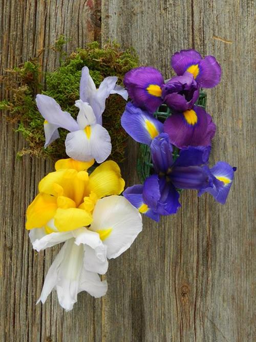 Iris Assorted Colors